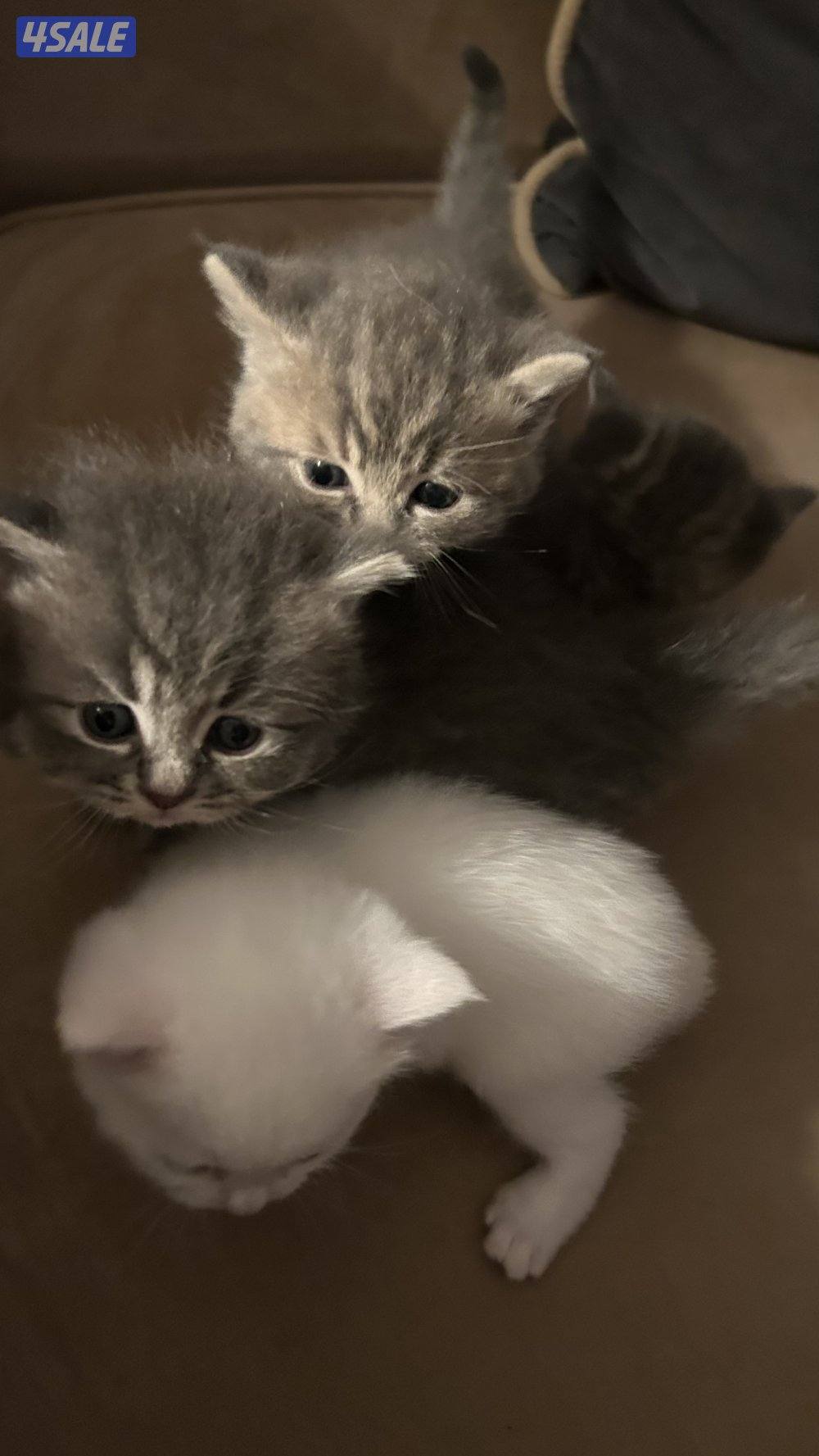 للبيع كتنز برتش شورت هير | British Shorthair Kittens for Sale4