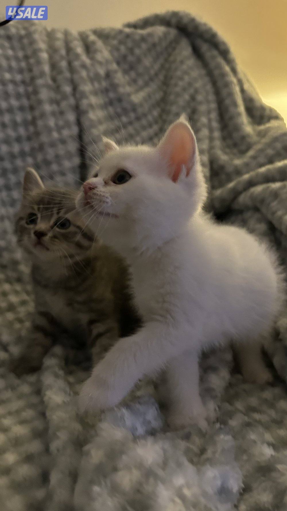 للبيع كتنز برتش شورت هير | British Shorthair Kittens for Sale2