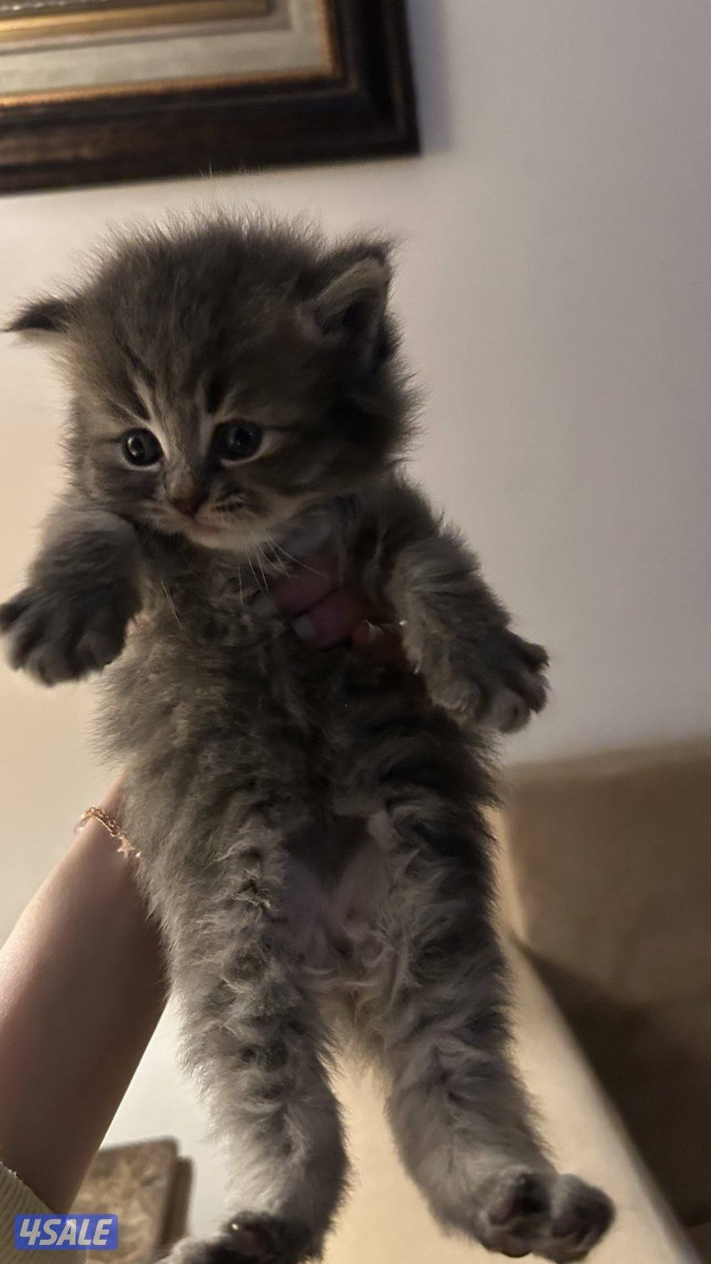 للبيع كتنز برتش شورت هير | British Shorthair Kittens for Sale5