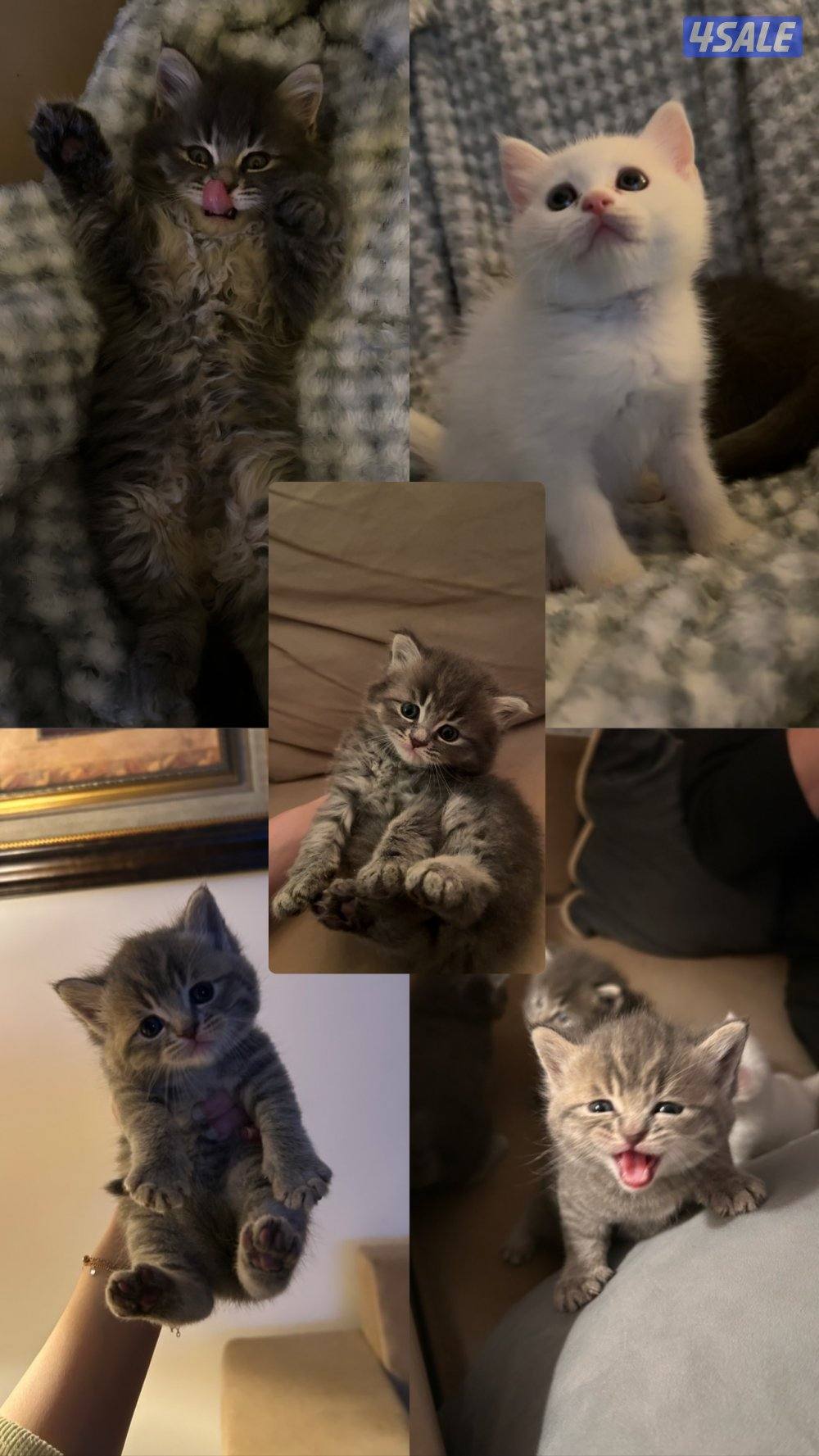 للبيع كتنز برتش شورت هير | British Shorthair Kittens for Sale0