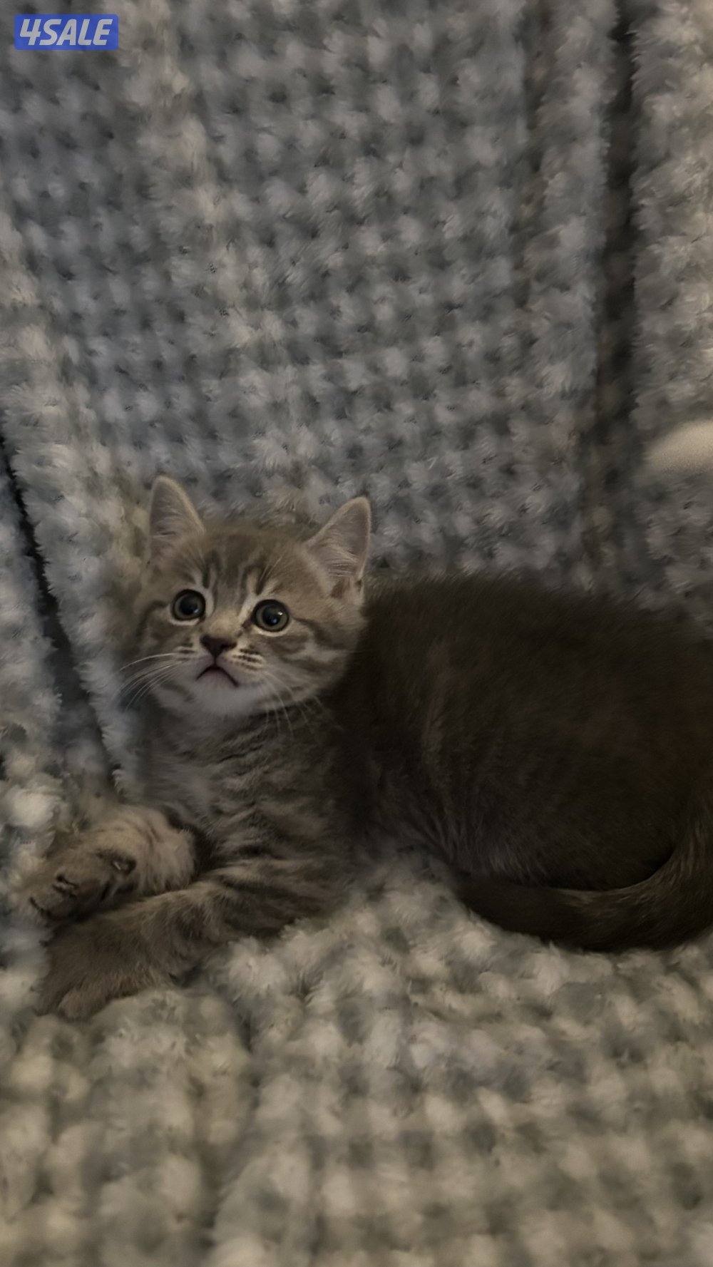 للبيع كتنز برتش شورت هير | British Shorthair Kittens for Sale6