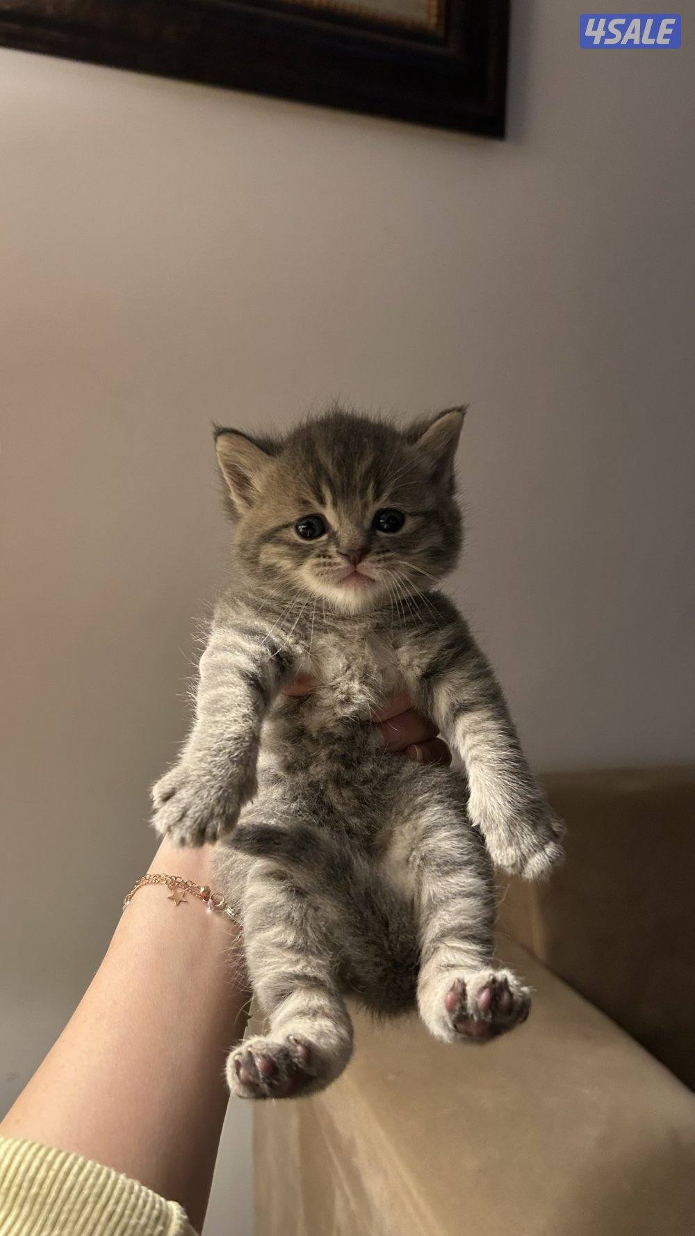 للبيع كتنز برتش شورت هير | British Shorthair Kittens for Sale7