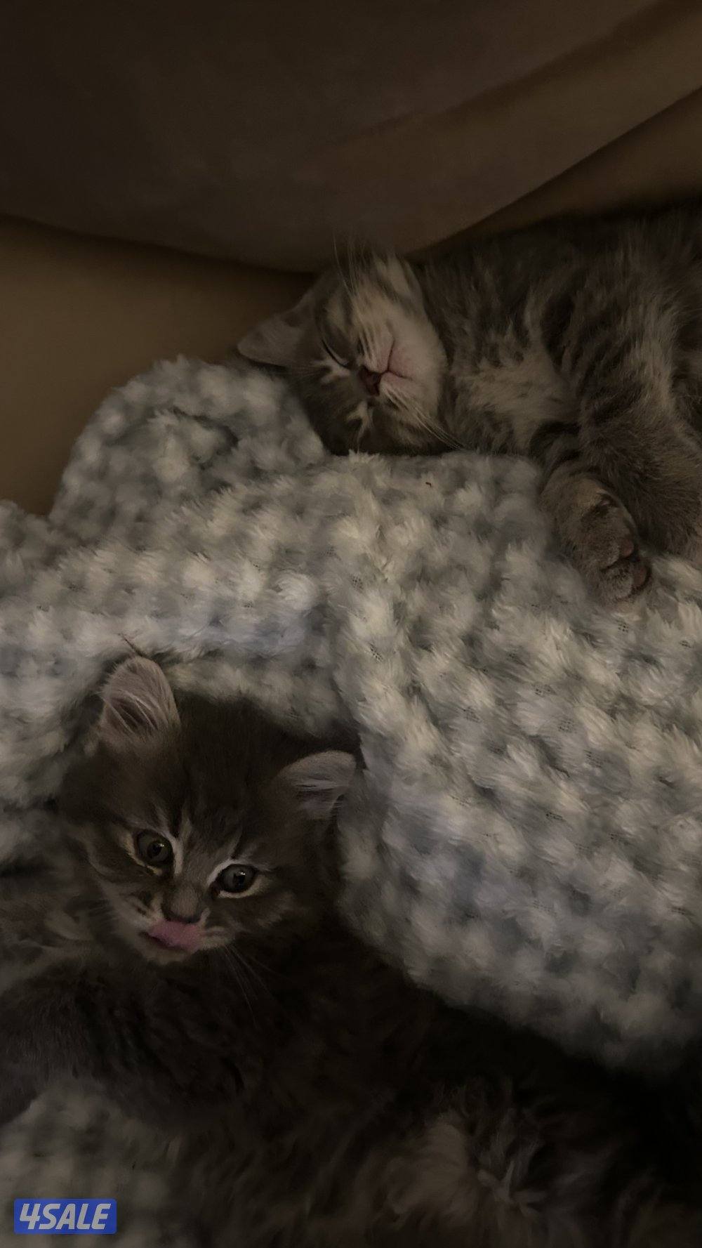 للبيع كتنز برتش شورت هير | British Shorthair Kittens for Sale8