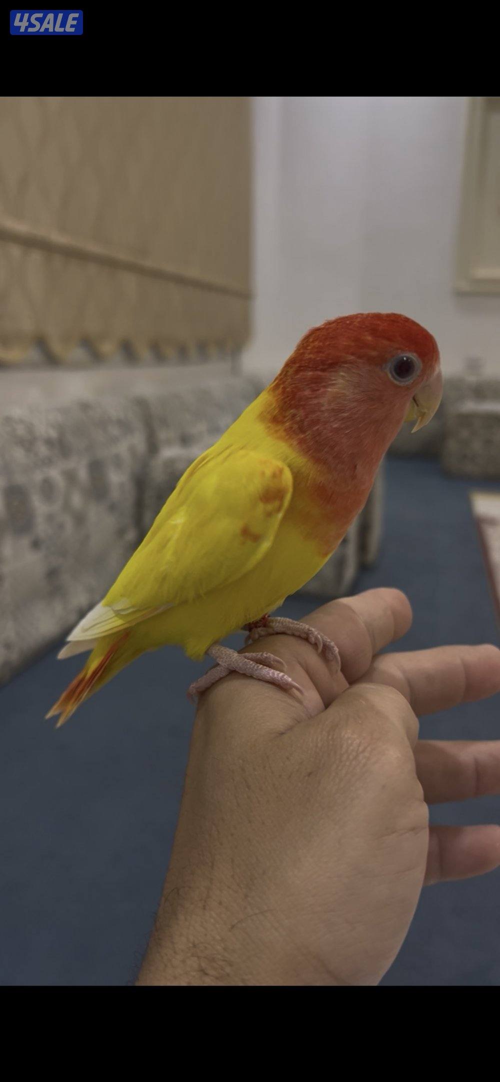 للبيع لوف بيرد0