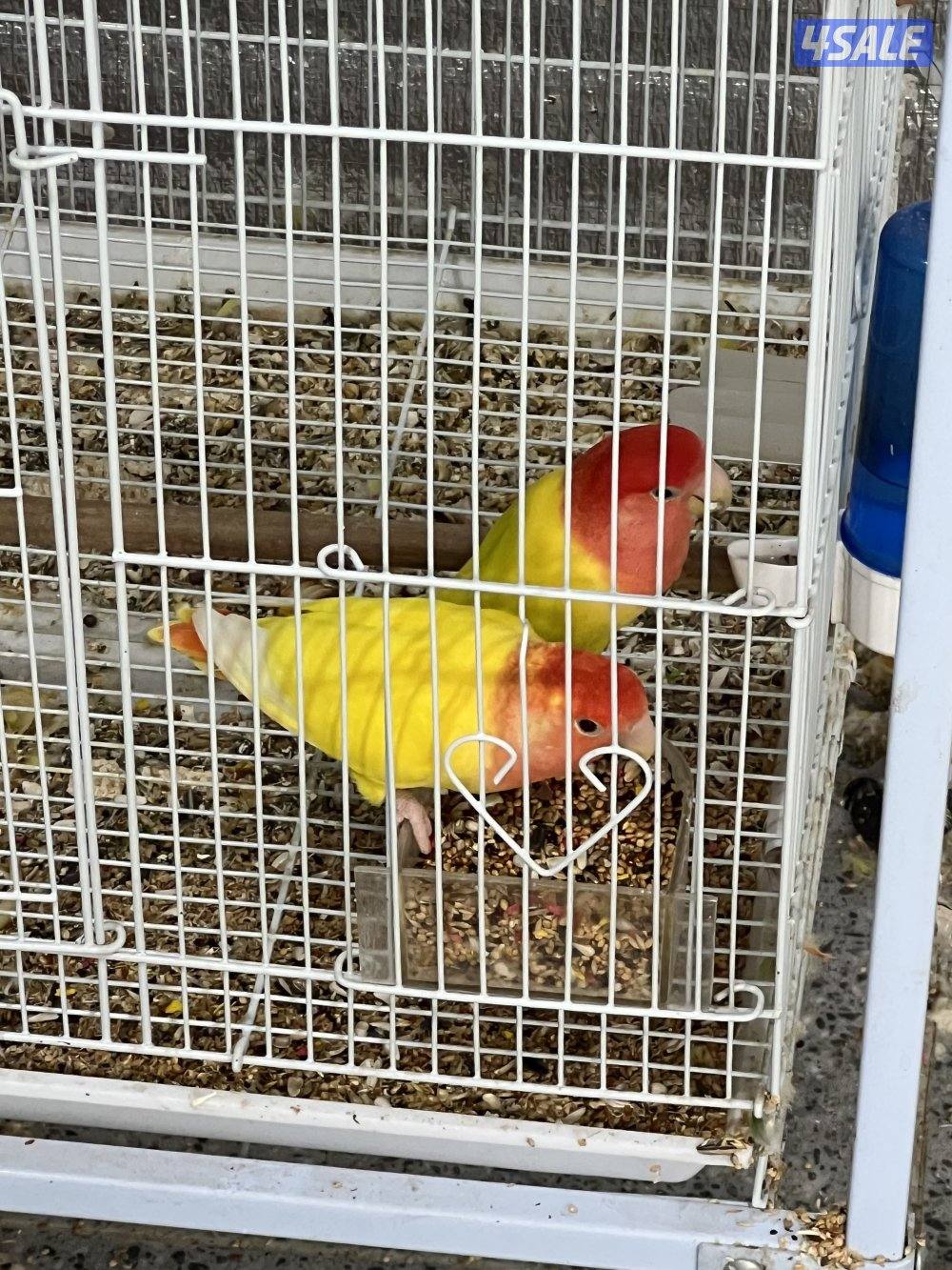 للبيع لوف بيرد1