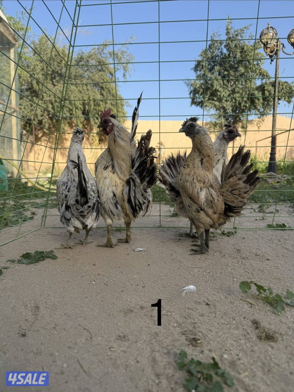 دجاج عربي مميز للبيع0