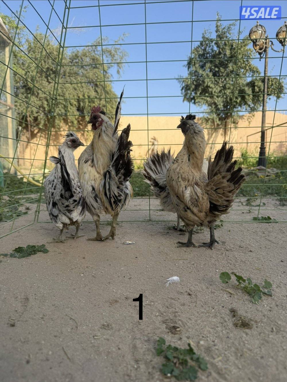 دجاج عربي مميز للبيع1