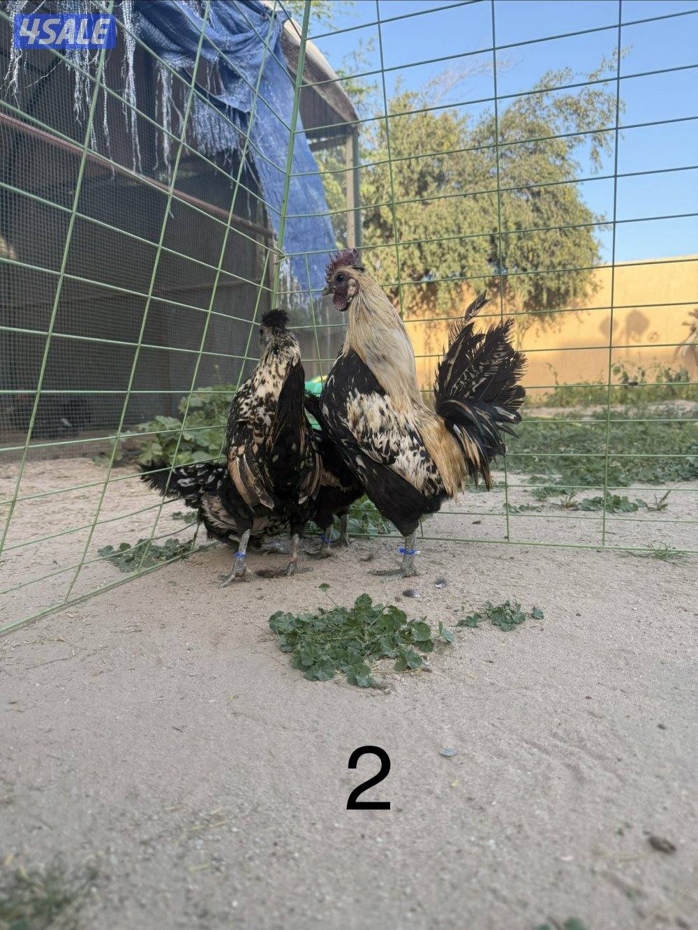 دجاج عربي مميز للبيع2