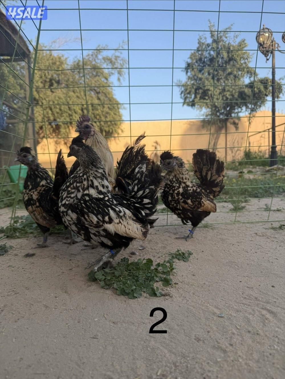 دجاج عربي مميز للبيع3