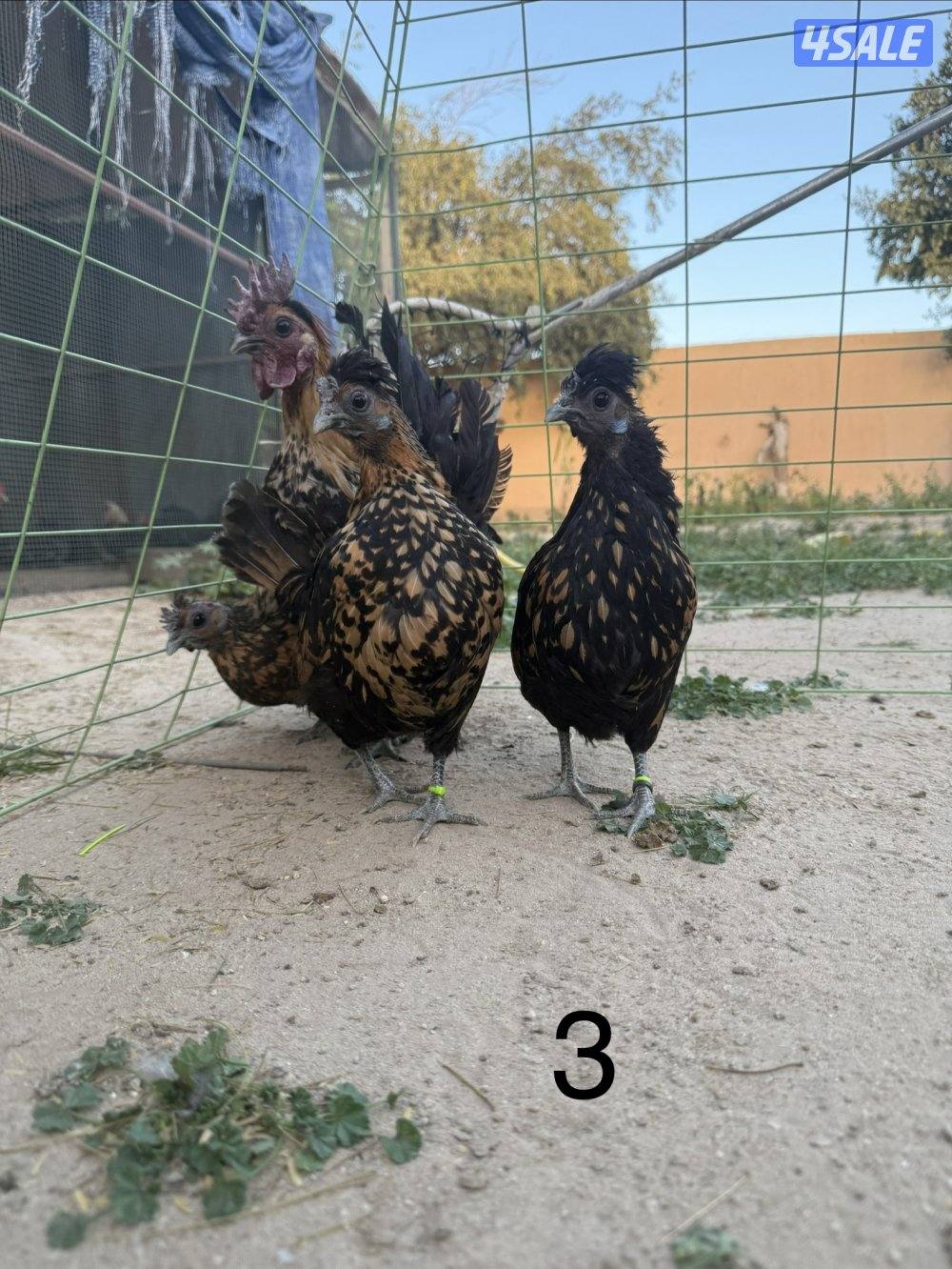 دجاج عربي مميز للبيع4