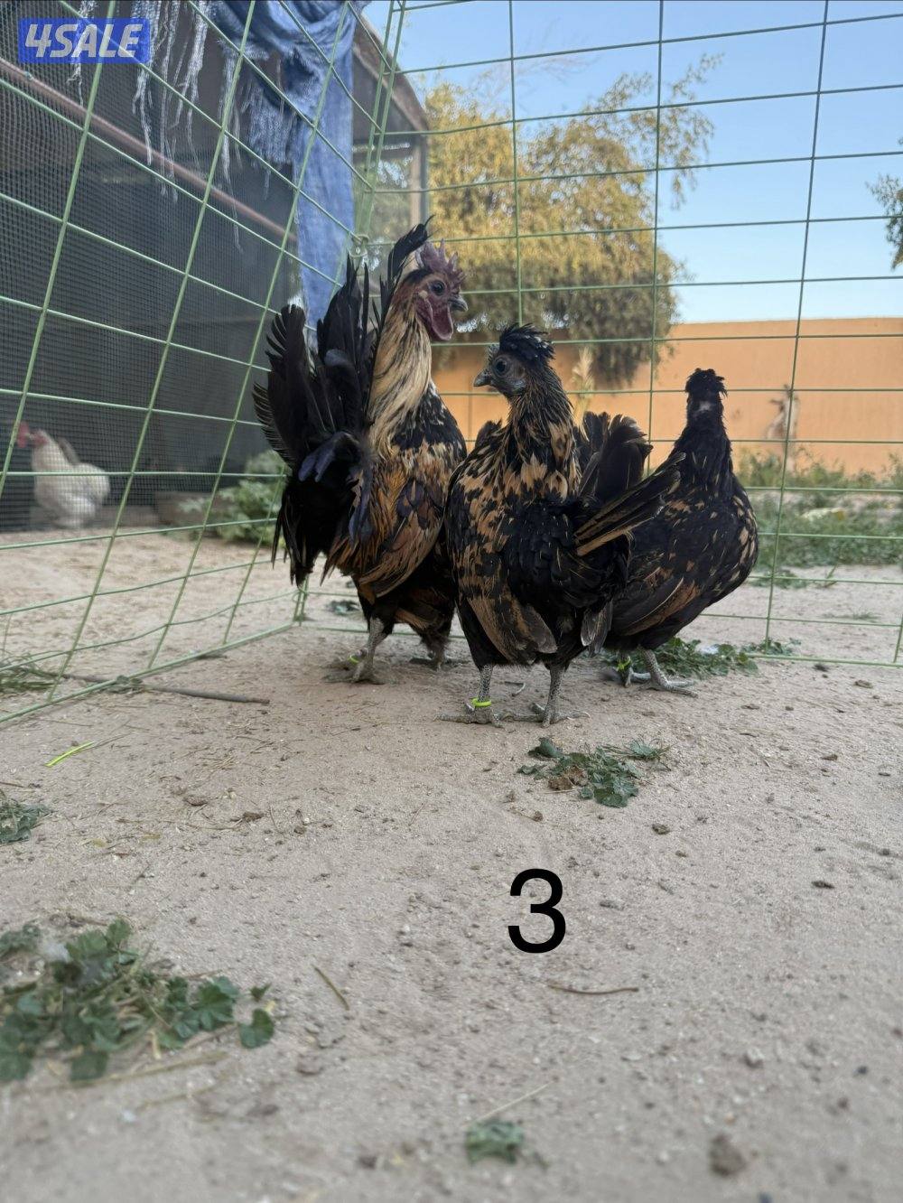 دجاج عربي مميز للبيع5