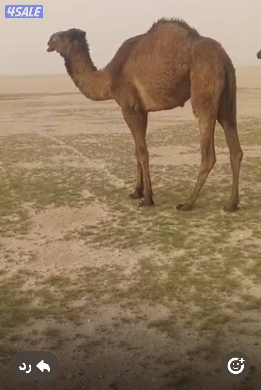 للبيع بكرا داخله لقيه صفر0