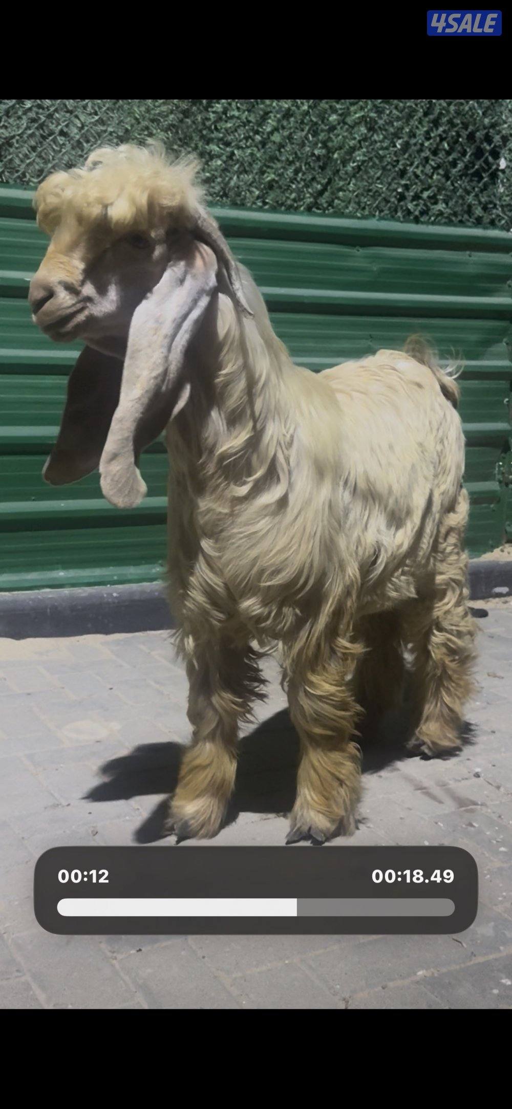 جذع خصم الخصم عارضي كريمي1