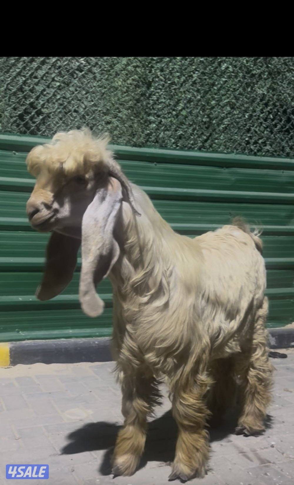 جذع خصم الخصم عارضي كريمي3