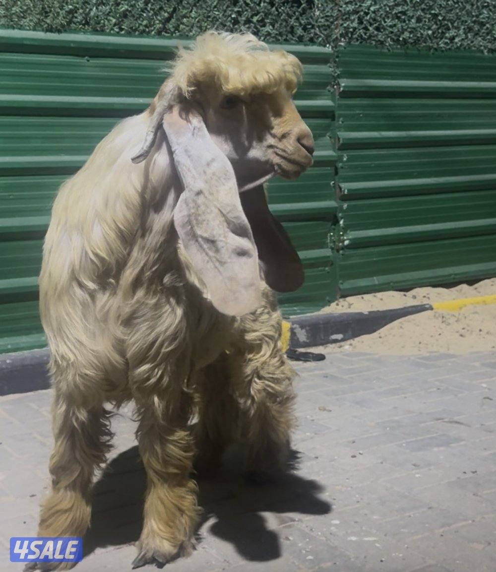 جذع خصم الخصم عارضي كريمي2