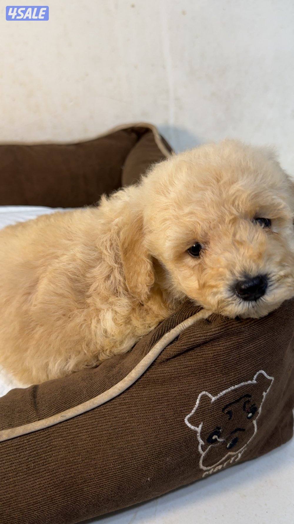 للبيع نثيتين وذكر0