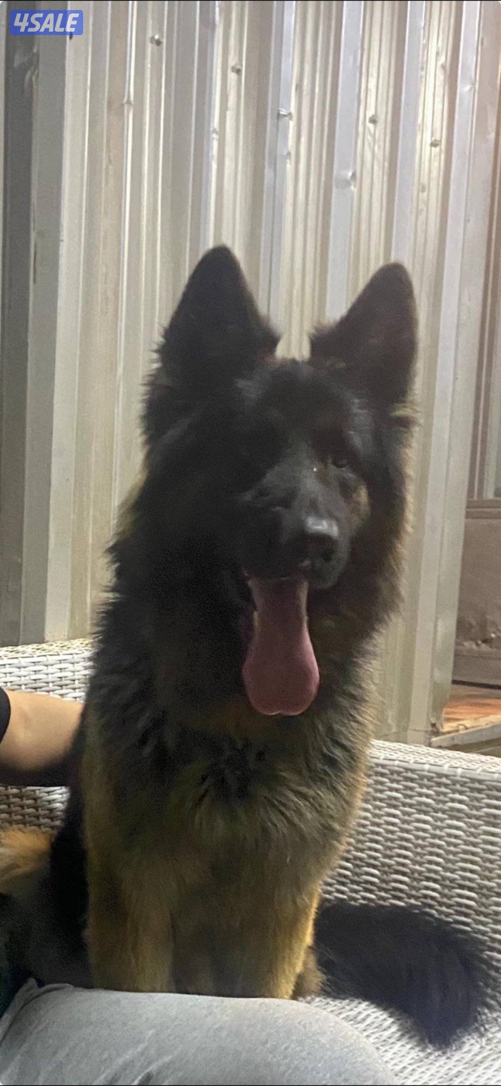 للبيع ذكر جيرمن شي فاخر  فل أوامر بيعه سريعه0