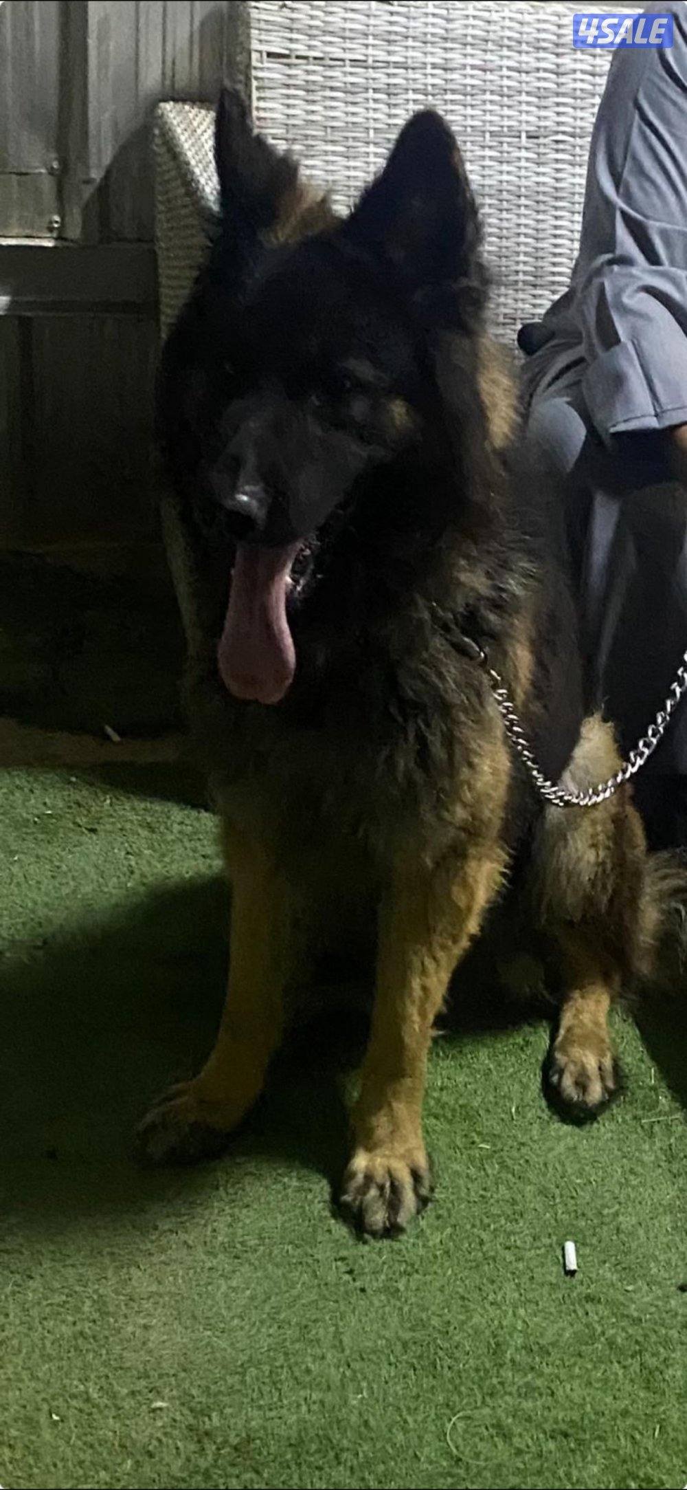 للبيع ذكر جيرمن شي فاخر  فل أوامر بيعه سريعه1