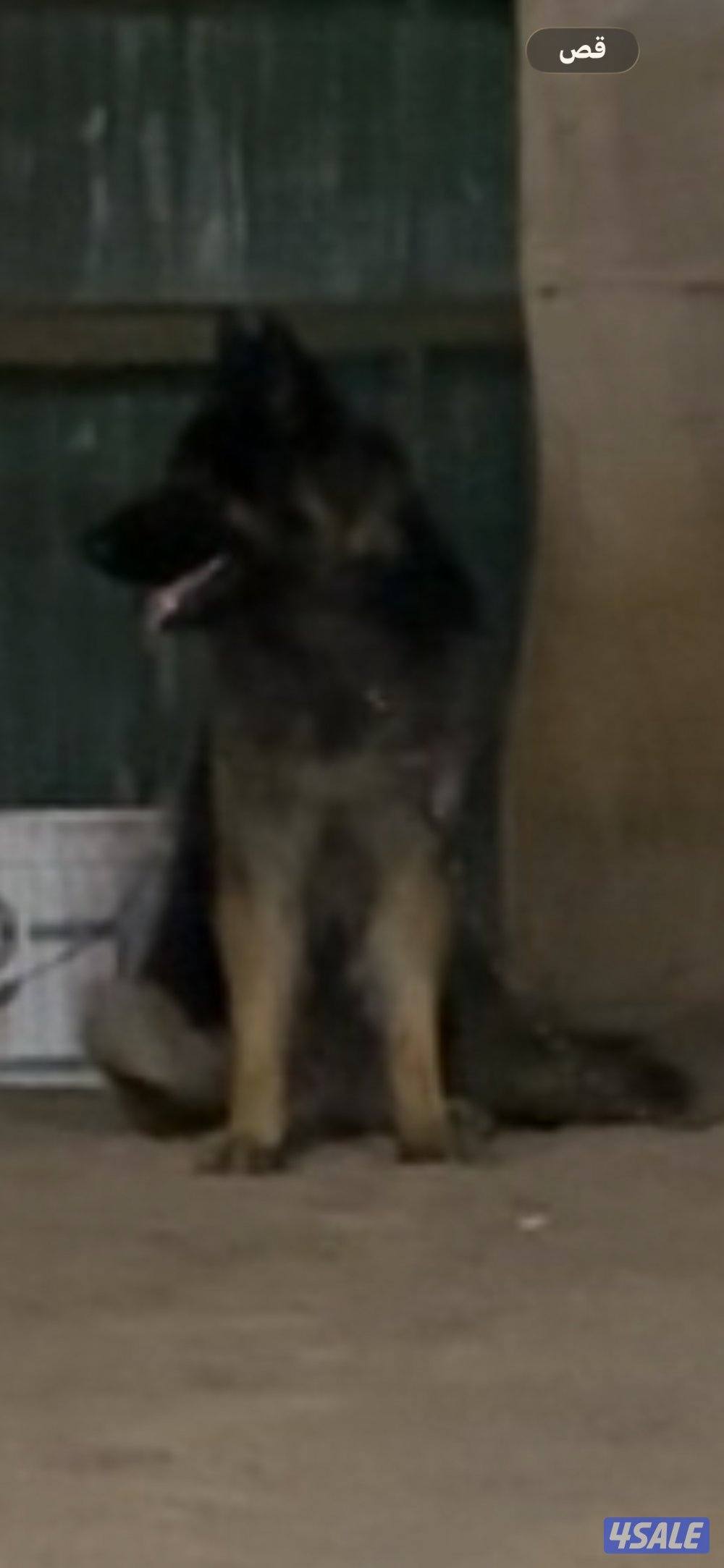 للبيع ذكر جيرمن شي فاخر  فل أوامر بيعه سريعه2