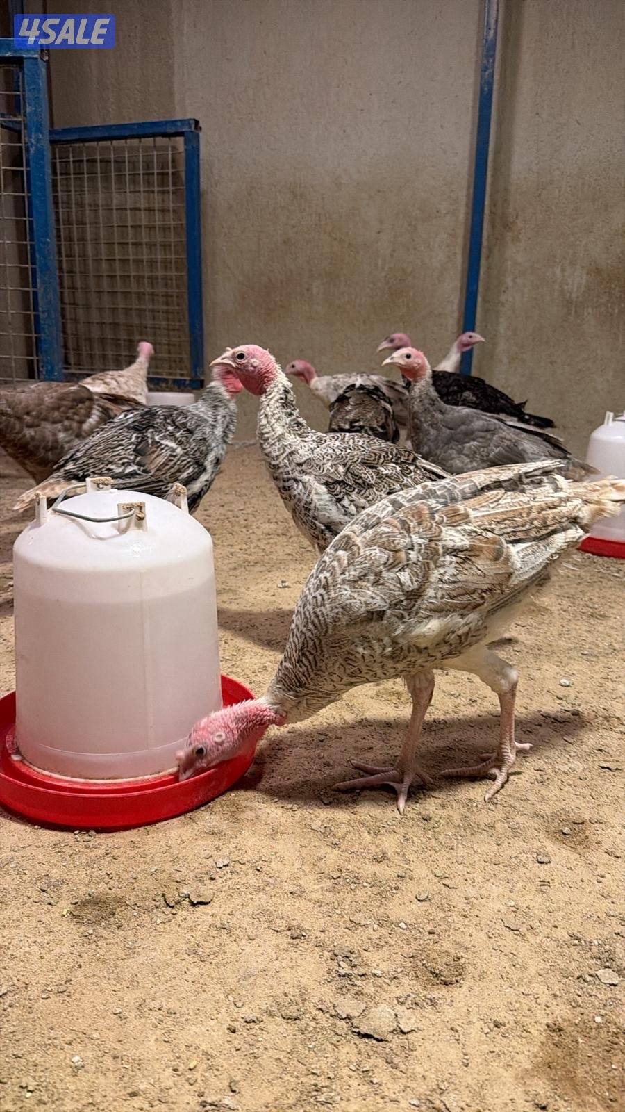 للبيع فروخ رومي0