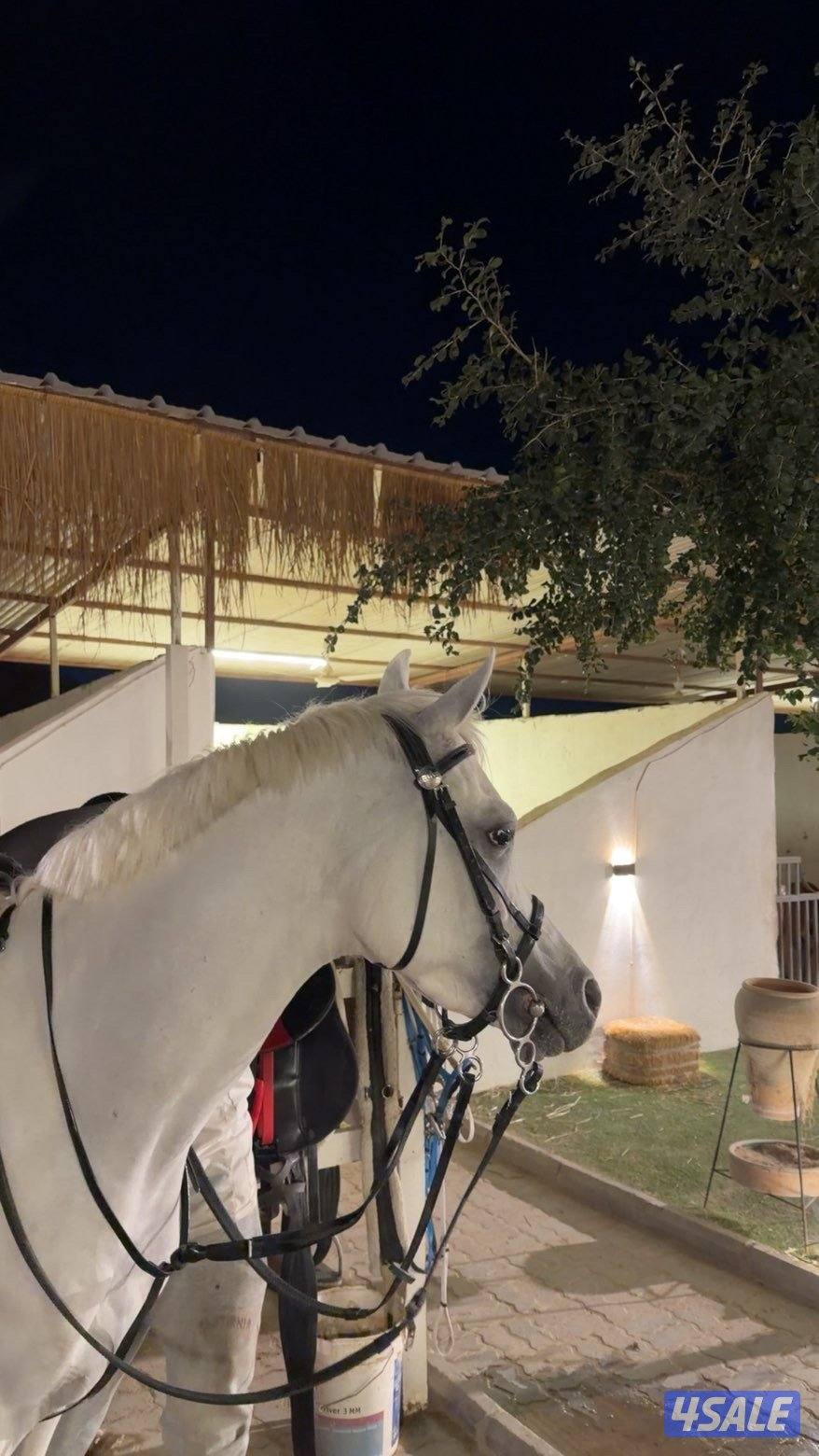 للبيع خيل مصري مواليد 20220