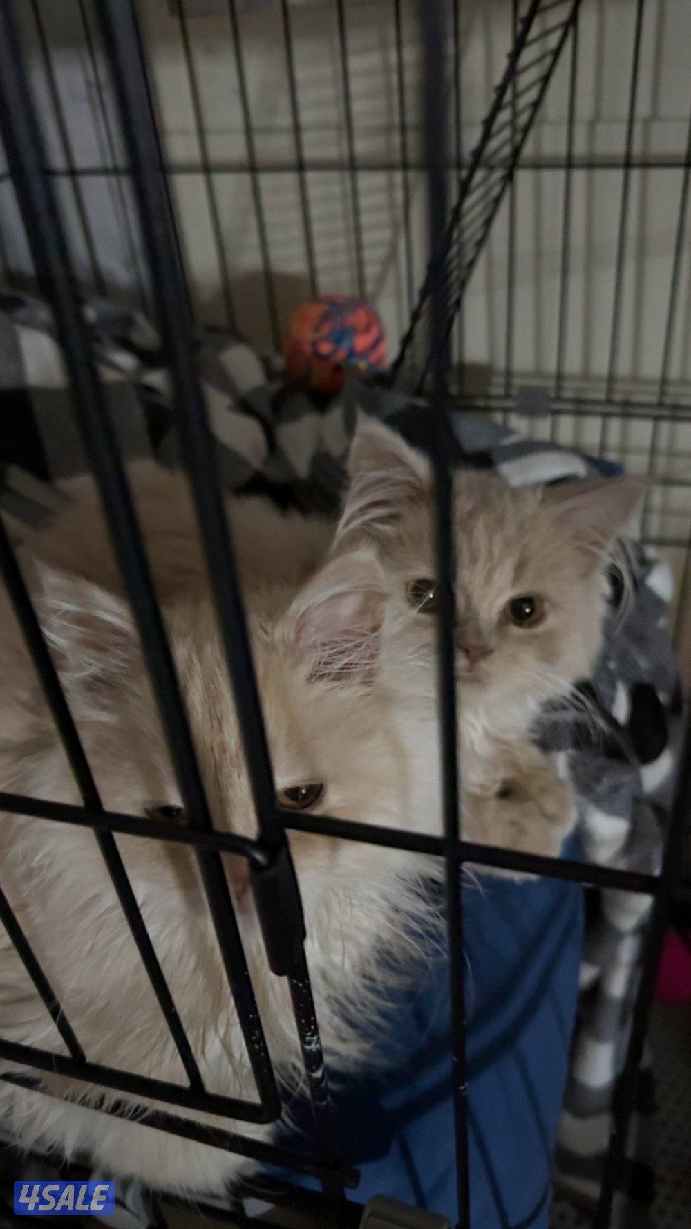 قطط سكوتش للتبني1