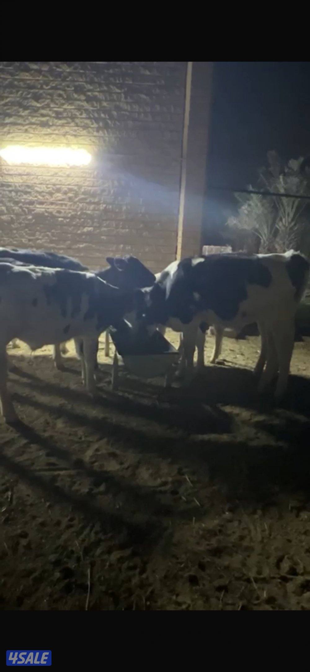 للبيع عجول شرط سمن عمر ٥ شهور0