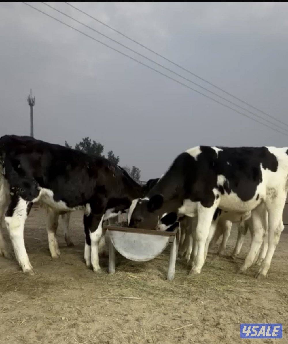 للبيع عجول شرط سمن عمر ٥ شهور1