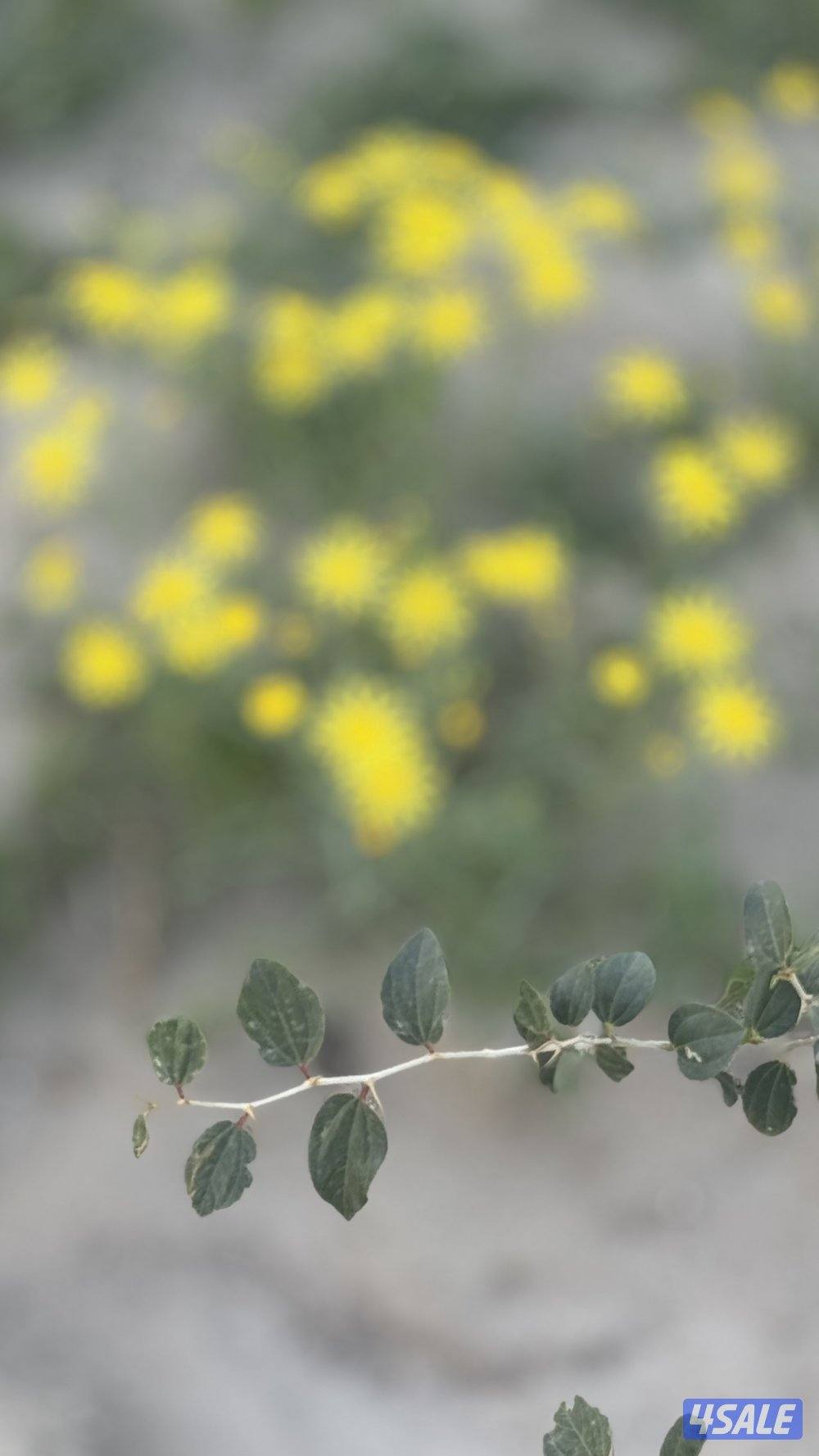 مطلوب بيت لإيجار حضانة من المالك مباشرة بالجهرا إلا المطلاع0