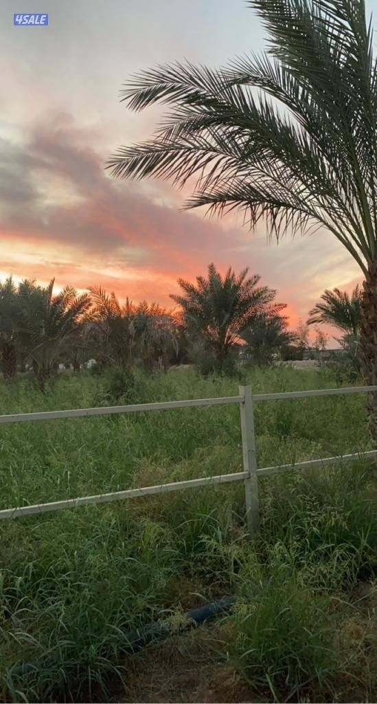 للايجار شقتين كبيره 3 غرف وصغيره غرفه وصاله بنفس البيت1