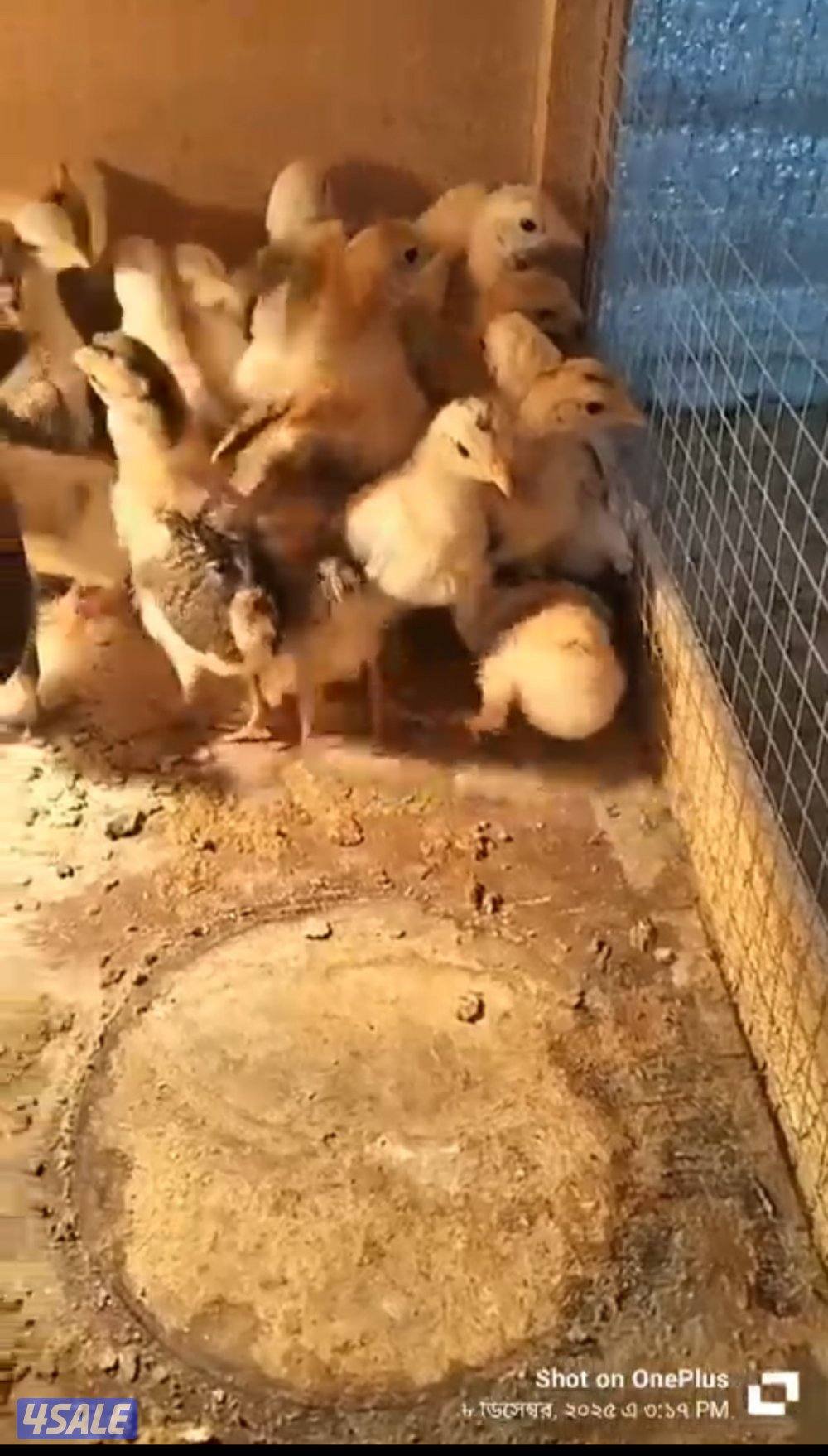 للبيع صوص عربي قديم العمر سبوع العدد 1000