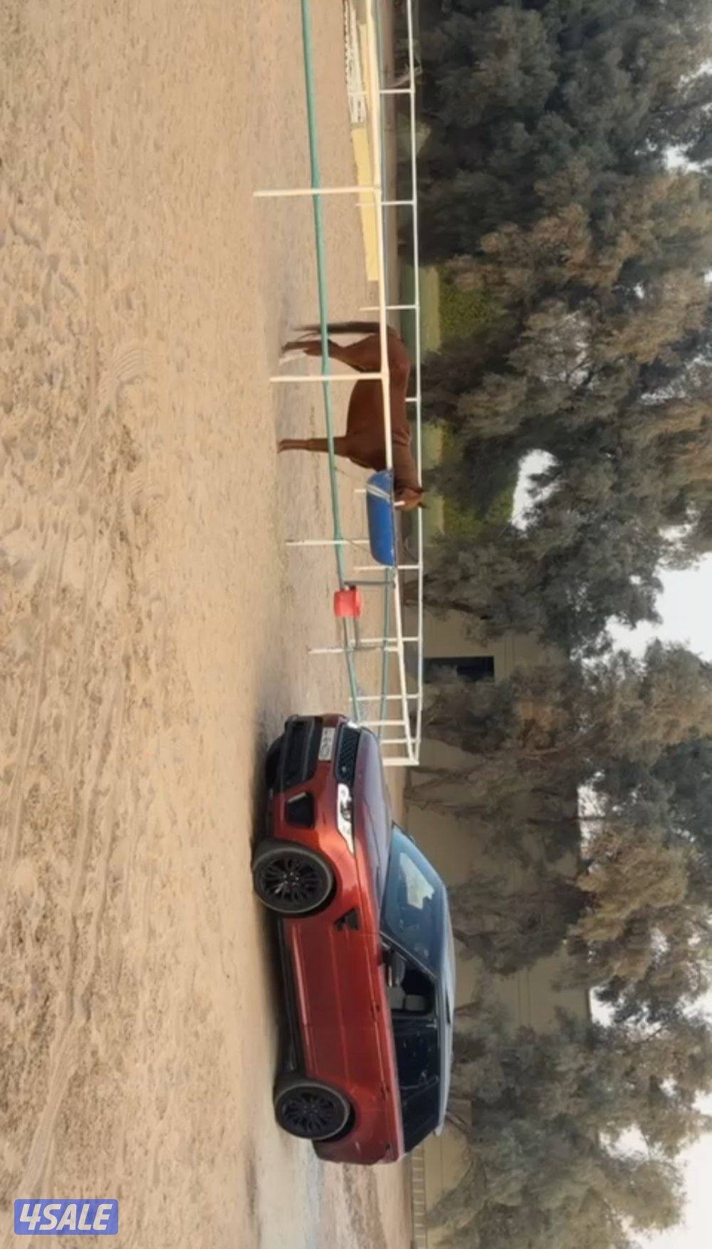 للبيع او للبدل اوتوبيغرفي 8 سوبر3