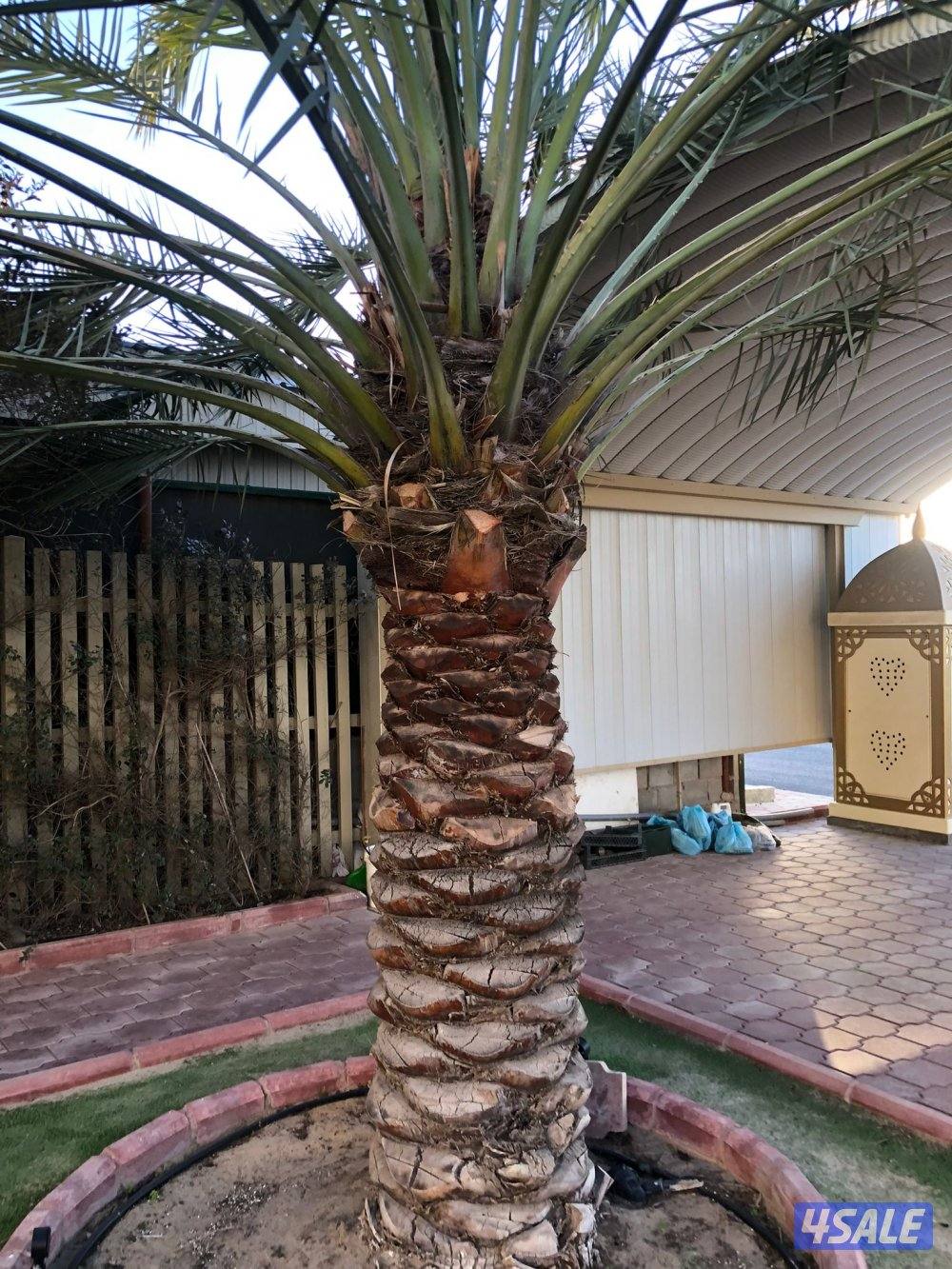 زراع انخل اهوازى تلقيح انخل وتنظيف وتكريب ل8