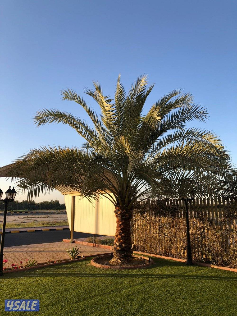 زراع انخل اهوازى تلقيح انخل وتنظيف وتكريب ل9