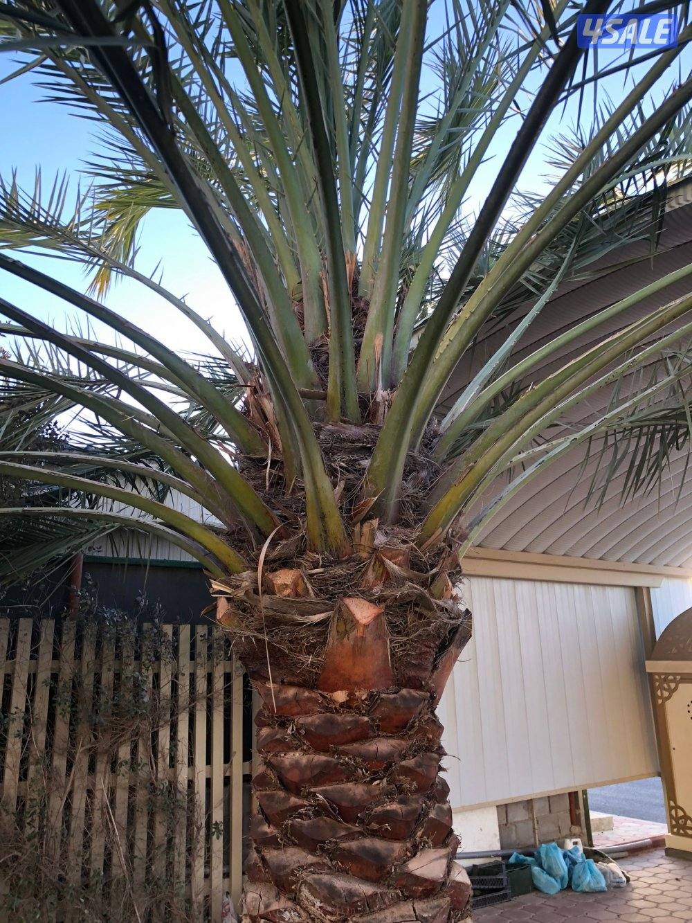 زراع انخل اهوازى تلقيح انخل وتنظيف وتكريب ل11