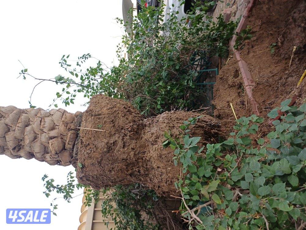 زراع انخل اهوازى تلقيح انخل وتنظيف وتكريب ل13