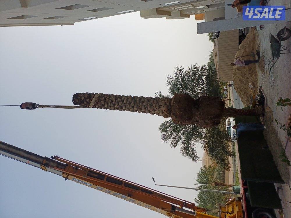 زراع انخل اهوازى تلقيح انخل وتنظيف وتكريب ل15