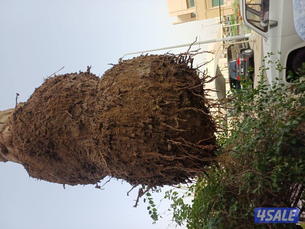 زراع انخل اهوازى تلقيح انخل وتنظيف وتكريب ل14