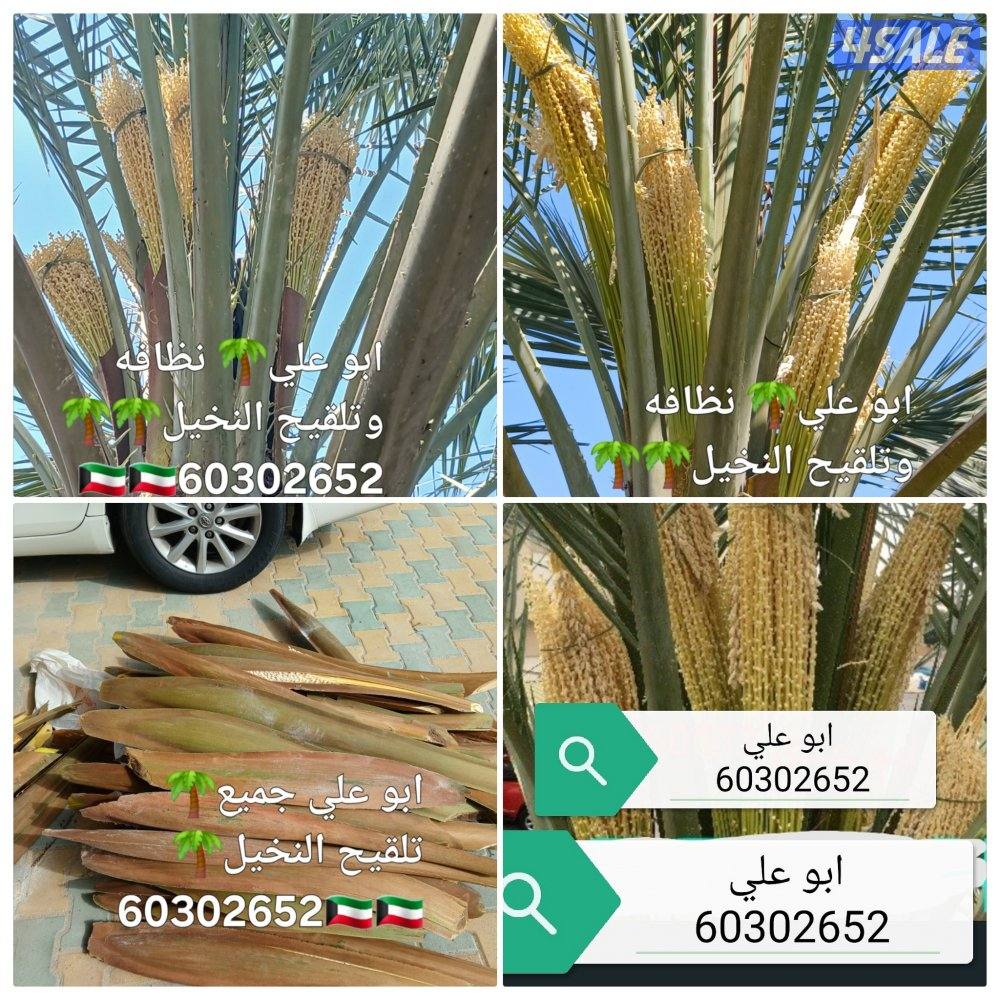 ابو علي🌴 جميع تلقيح النخيل 🌴🇰🇼🇰🇼 وجميع قص الاشجار🌲 اسعار مغري0