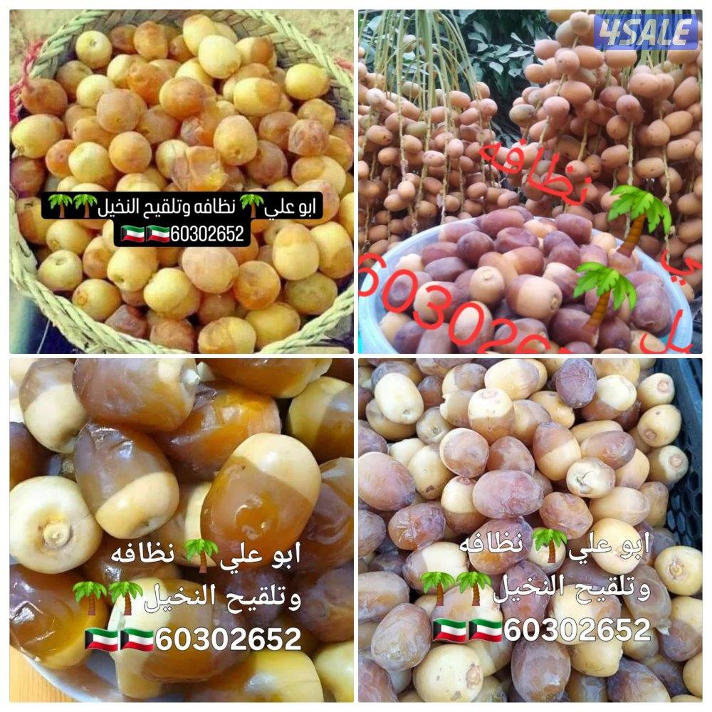 ابو علي🌴 جميع تلقيح النخيل 🌴🇰🇼🇰🇼 وجميع قص الاشجار🌲 اسعار مغري3