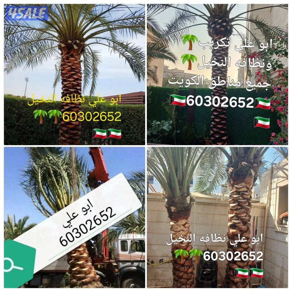 ابو علي🌴 جميع تلقيح النخيل 🌴🇰🇼🇰🇼 وجميع قص الاشجار🌲 اسعار مغري4