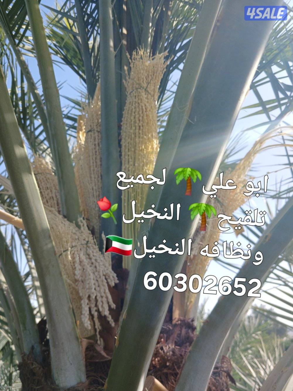 ابو علي🌴 جميع تلقيح النخيل 🌴🇰🇼🇰🇼 وجميع قص الاشجار🌲 اسعار مغري7