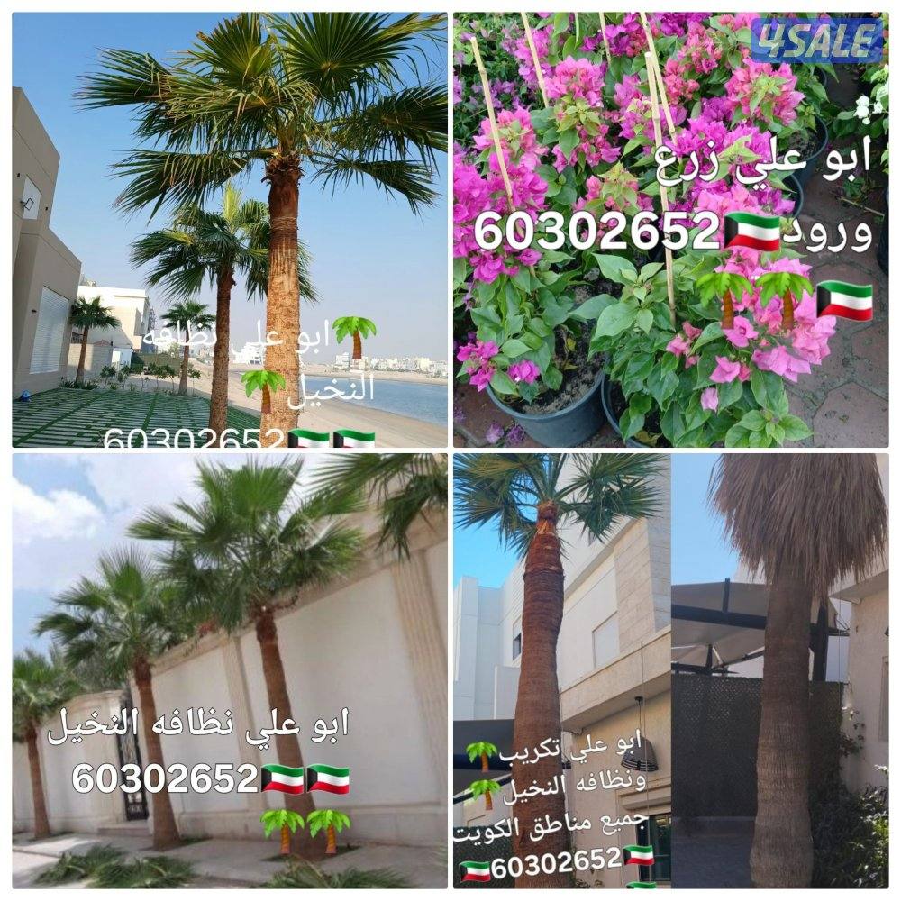 ابو علي🌴 جميع تلقيح النخيل 🌴🇰🇼🇰🇼 وجميع قص الاشجار🌲 اسعار مغري6