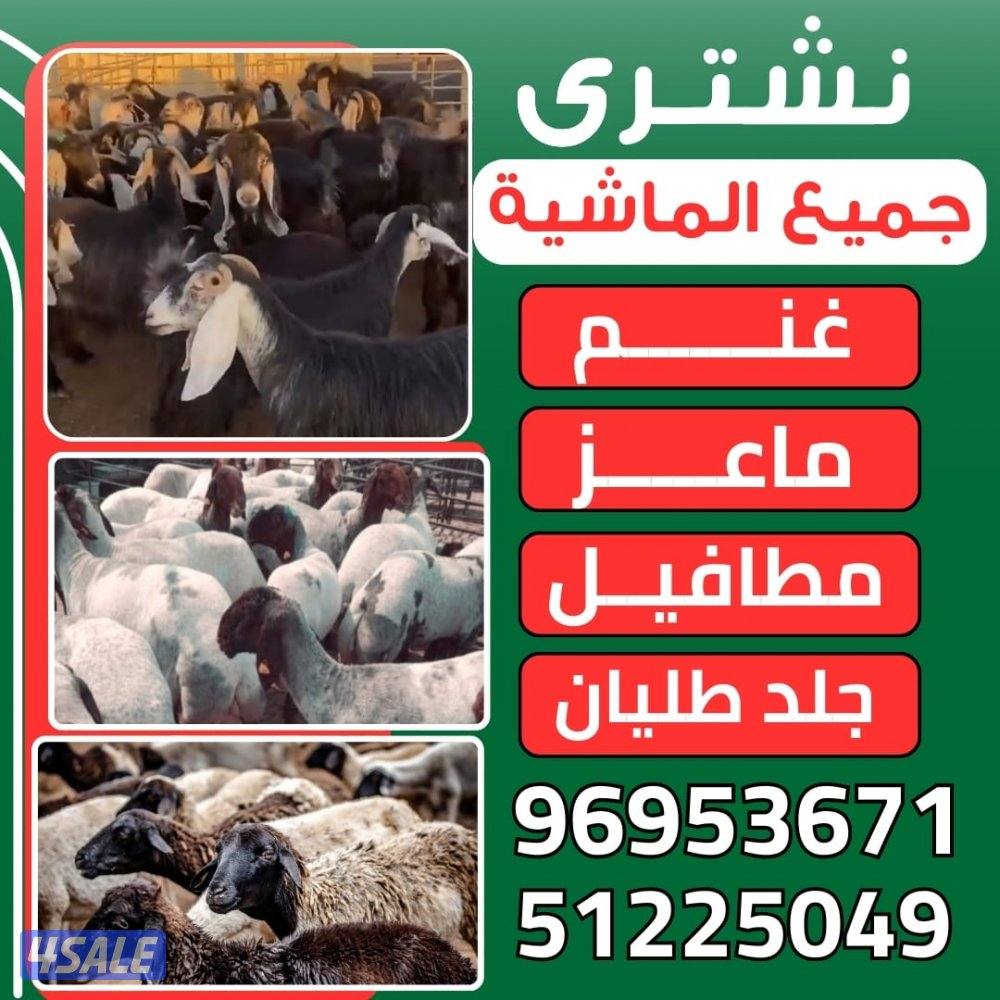 نشترى جميع الماشيه العدد مفتوح غنم وماعز0