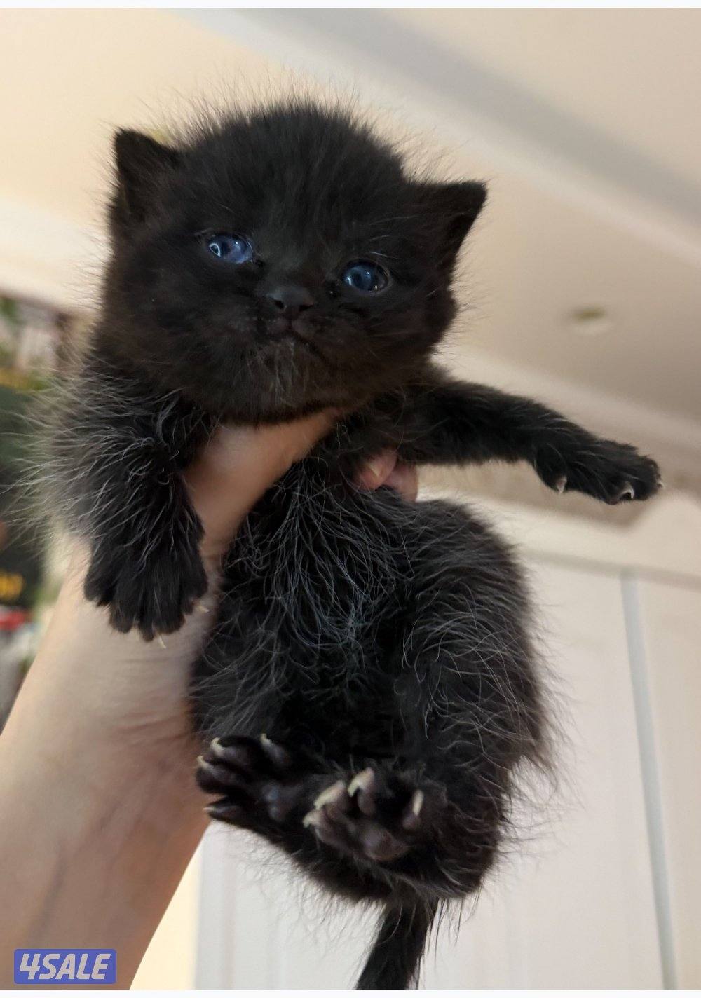 كيتن برتش للبيع العمر شهرين0