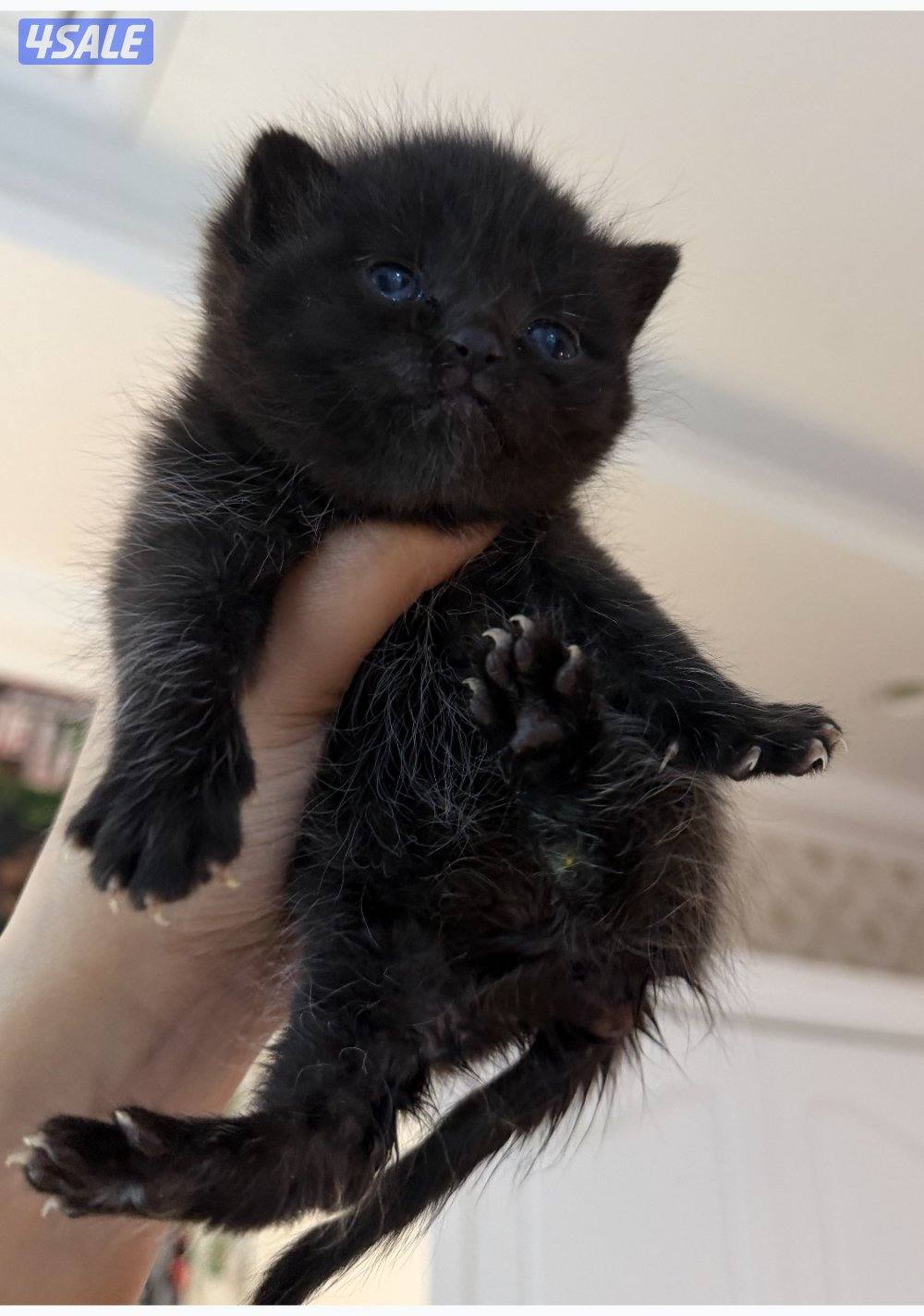 كيتن برتش للبيع العمر شهرين1