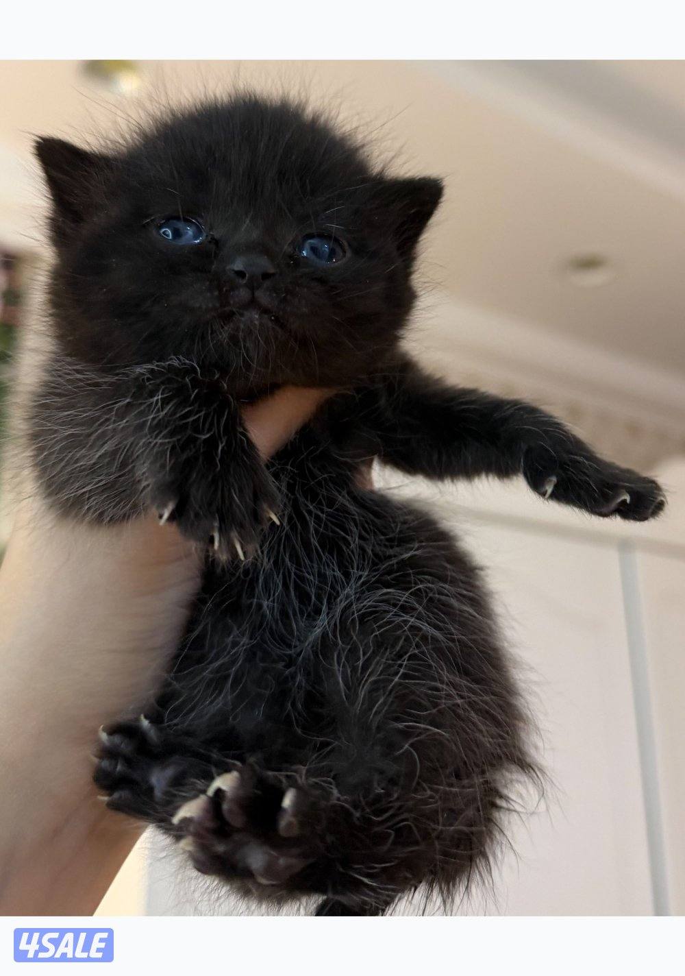 كيتن برتش للبيع العمر شهرين3