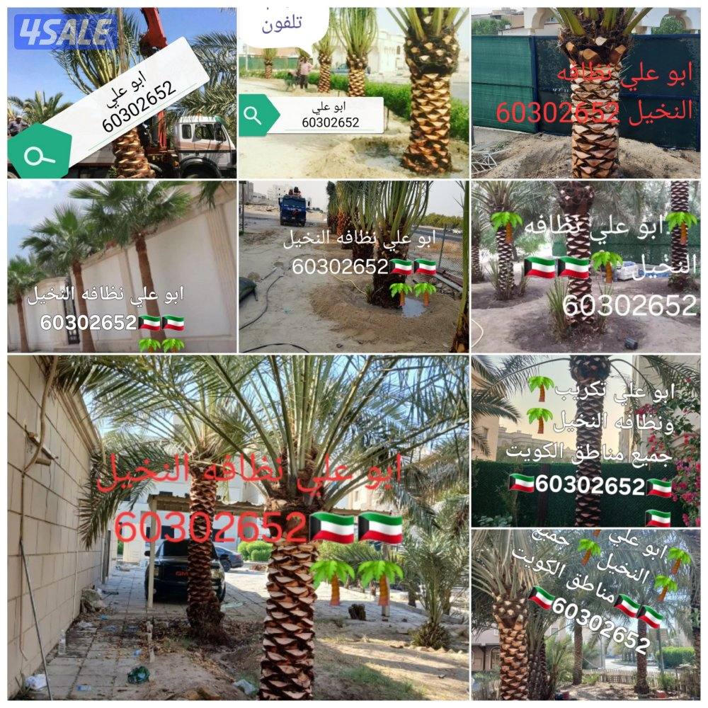ابو علي🌴 جميع تلقيح النخيل 🌴🇰🇼🇰🇼 وجميع قص الاشجار🌲 اسعار مغري9