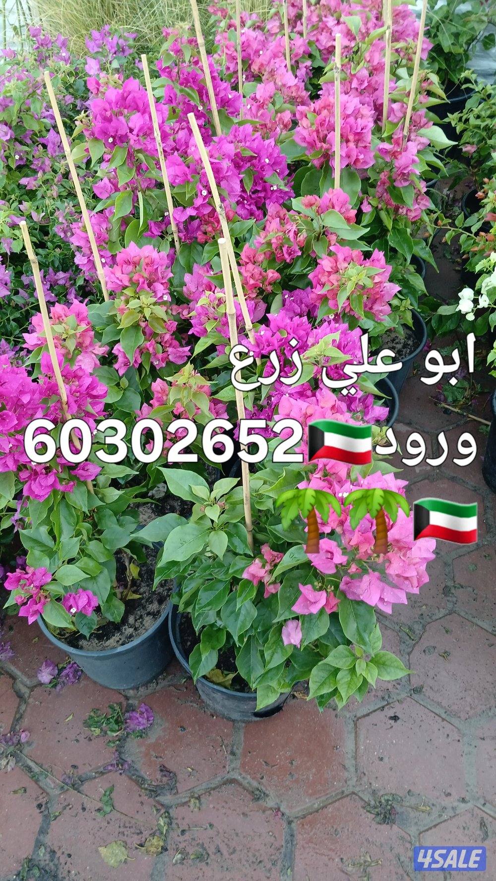 ابو علي🌴 جميع تلقيح النخيل 🌴🇰🇼🇰🇼 وجميع قص الاشجار🌲 اسعار مغري12
