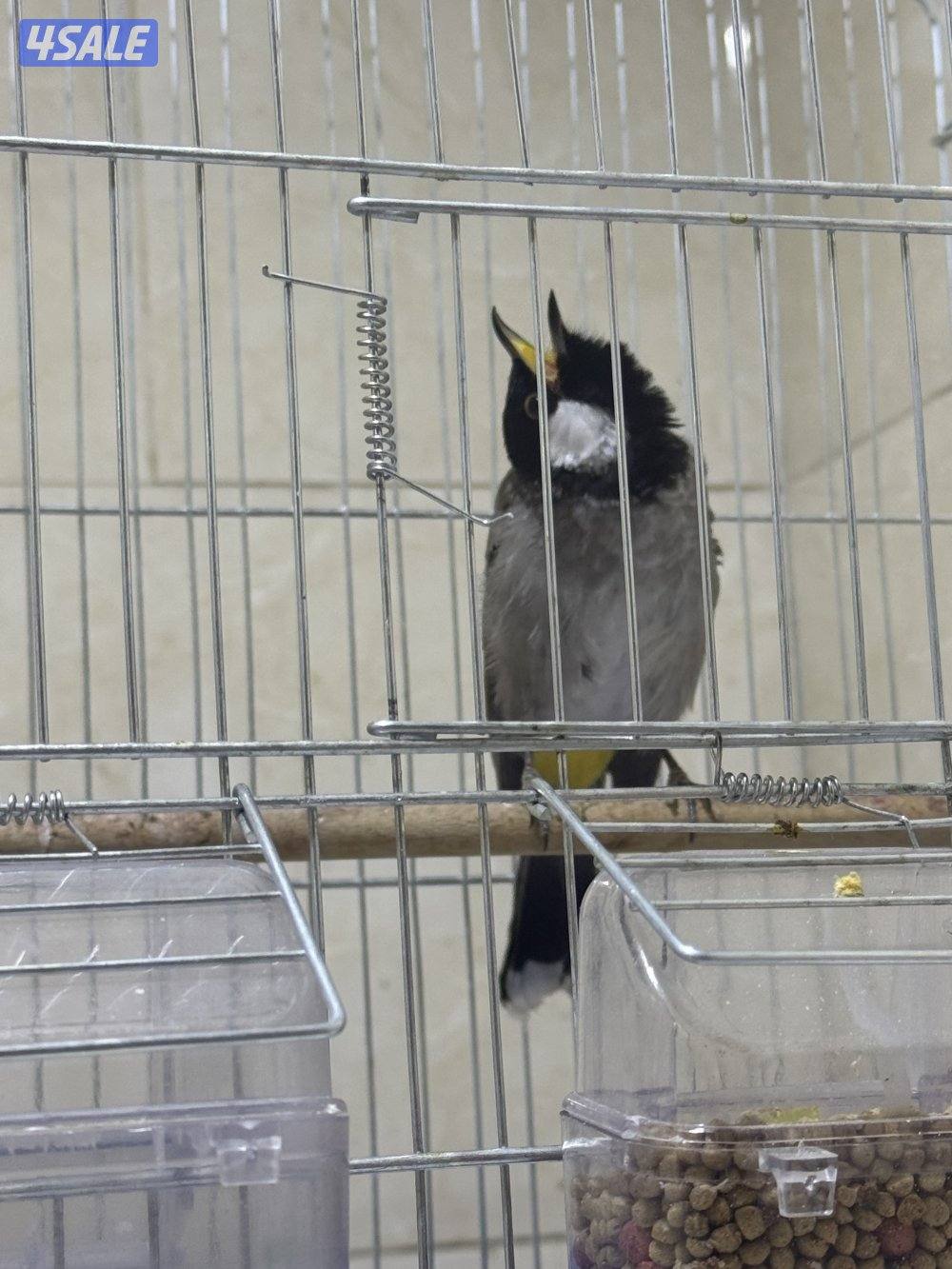 حساوي تغريد وربوه0